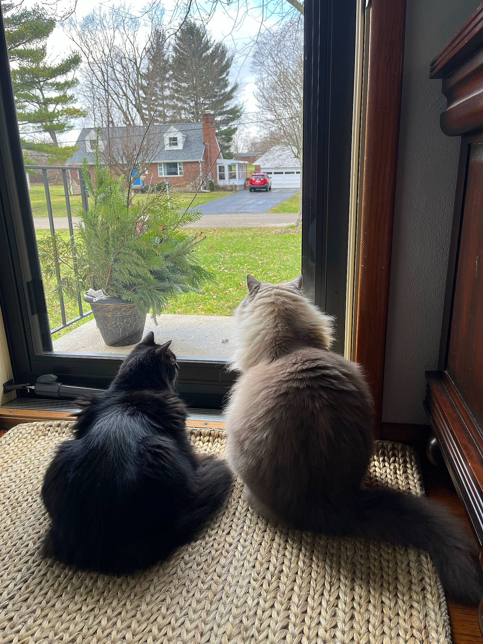 Ezra joined the competition — help win amazing prizes! carnivore, cat, comfort, fawn, felidae, floor, flooring, flowerpot, grey, hardwood, house, interior_design, plant, small_to_medium_sized_cats, tail, tints_and_shades, tree, whiskers, window, wood