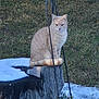 cat, tree_stump, snow, grass, outdoor, animal, pet, fence, winter, nature, garden, metal_stake, cream_cat, sitting, calm, feline, wildlife, daylight, wood, animal_portrait