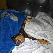 Baby Girl is registered to the contest to win money with this photo: dog, blanket, couch, sleeping, paw, cozy, indoor, pet, fur, resting, leather, comfort, brown, black, snuggled, relaxation, nap, home, animal, soft