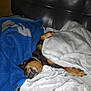 dog, blanket, couch, sleeping, paw, cozy, indoor, pet, fur, resting, leather, comfort, brown, black, snuggled, relaxation, nap, home, animal, soft