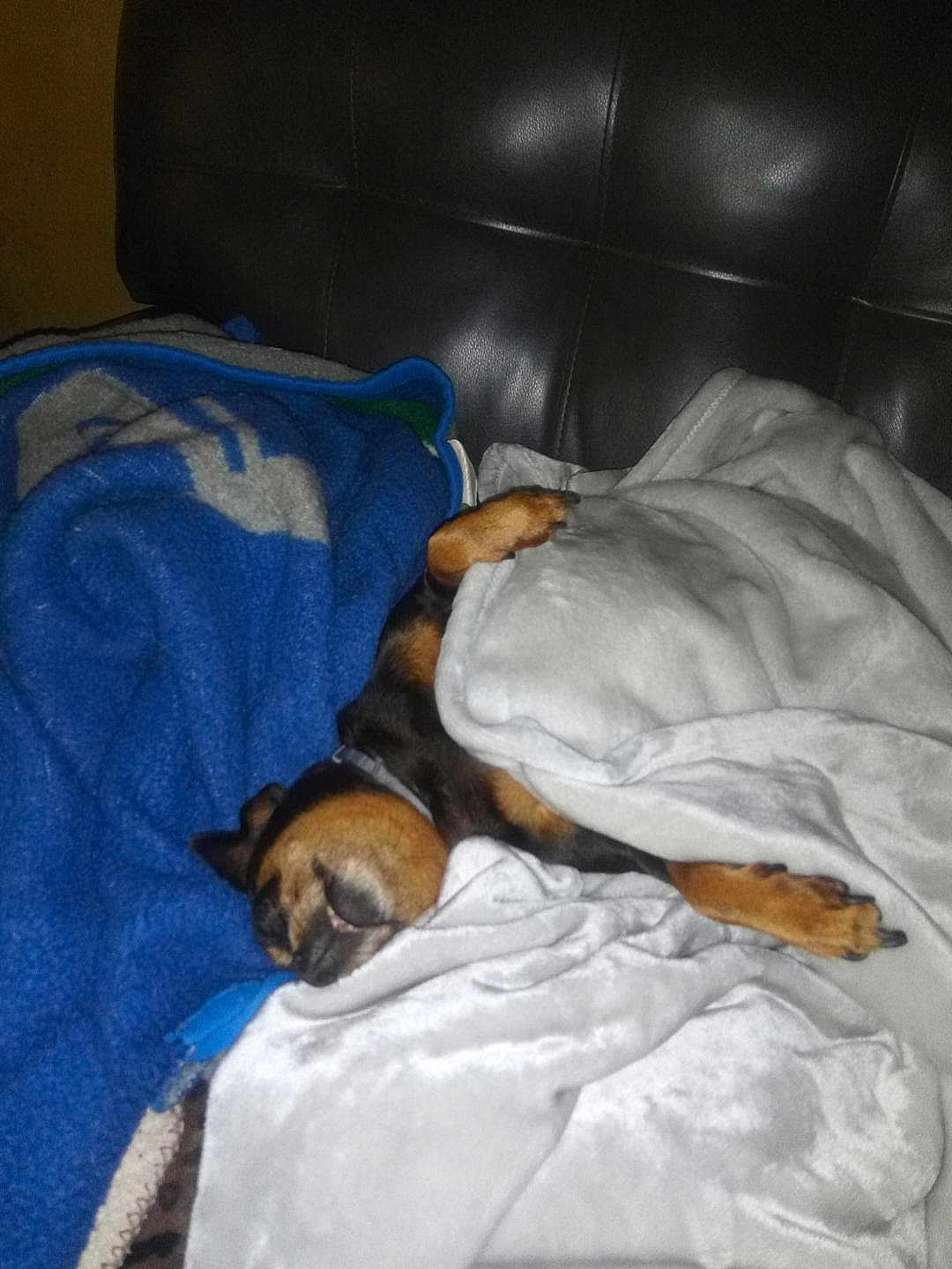Baby Girl is registered to the contest to win money with this photo: dog, blanket, couch, sleeping, paw, cozy, indoor, pet, fur, resting, leather, comfort, brown, black, snuggled, relaxation, nap, home, animal, soft