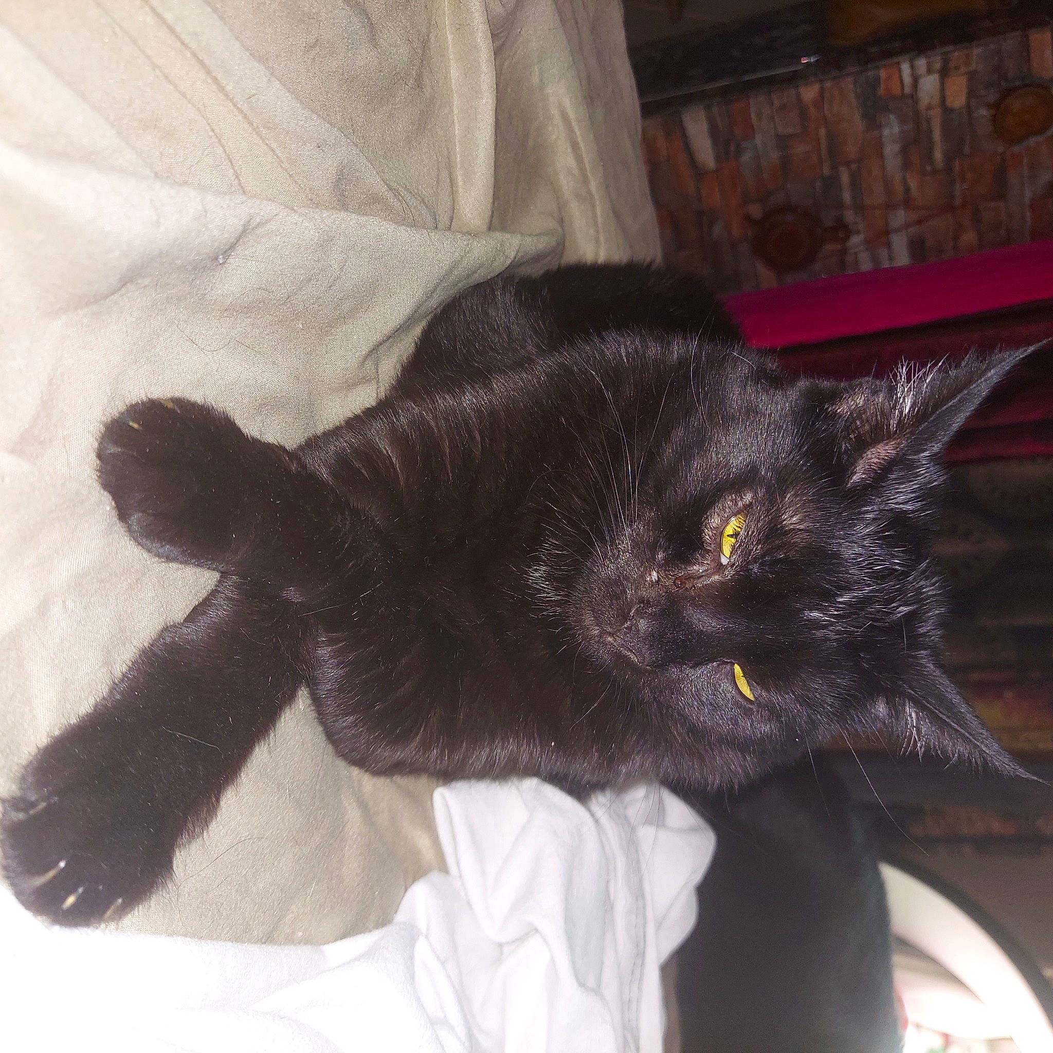 Ms Bella Csuvay-wentz is registered to the contest to win money with this photo: black_cat, bombay, carnivore, cat, claw, comfort, dog_breed, domestic_short_haired_cat, felidae, fur, grey, nap, paw, shelf, small_to_medium_sized_cats, tail, whiskers