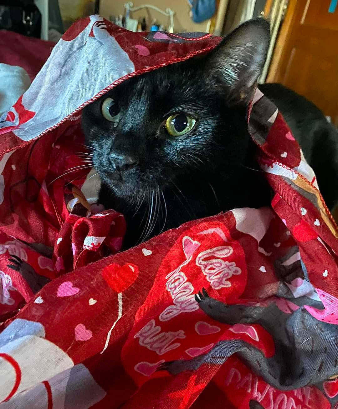 Harry Majik Houdini Csuvay