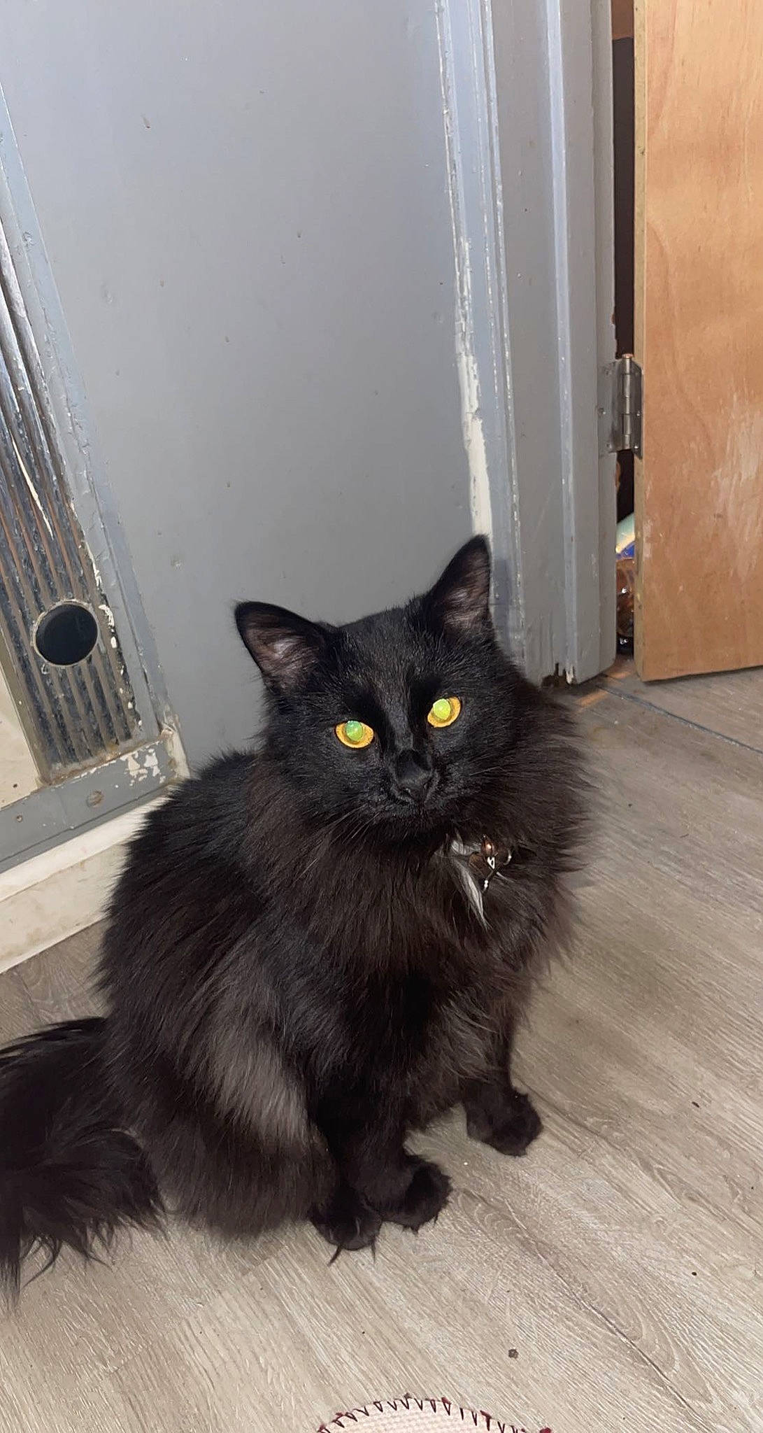 Gunpowder joined the competition — help win amazing prizes! black_cat, bombay, carnivore, cat, claw, domestic_short_haired_cat, felidae, flooring, fur, grey, hardwood, iris, paw, small_to_medium_sized_cats, snout, tail, terrestrial_animal, whiskers, wood, wood_stain