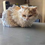 Zouk participe au concours pour gagner de l'argent avec cette photo : cat, fluffy_cat, long_hair, cream_fur, ginger_fur, white_fur, pet, animal, sitting, table, indoors, home, portrait, close_up, whiskers, ears, eyes, grumpy_expression, furry, cozy