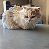 cat, fluffy_cat, long_hair, cream_fur, ginger_fur, white_fur, pet, animal, sitting, table, indoors, home, portrait, close_up, whiskers, ears, eyes, grumpy_expression, furry, cozy