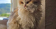 Zouk a rejoint le concours — aidez-le/la à gagner de superbes lots ! cat, fluffy, long_hair, curly_fur, tricolor, sitting, windowsill, window, indoor, portrait, pet, feline, whiskers, ears, eyes, fur, cozy, natural_light, landscape, home