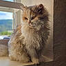 cat, fluffy, long_hair, curly_fur, tricolor, sitting, windowsill, window, indoor, portrait, pet, feline, whiskers, ears, eyes, fur, cozy, natural_light, landscape, home