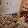 Zouk participe au concours pour gagner de l'argent avec cette photo : cat, sleeping, fluffy, long_hair, pet, animal, nap, blanket, bed, cozy, indoors, bedroom, teddy_bear, plush, relaxed, curled_up, cream_color, brown, portrait, photography