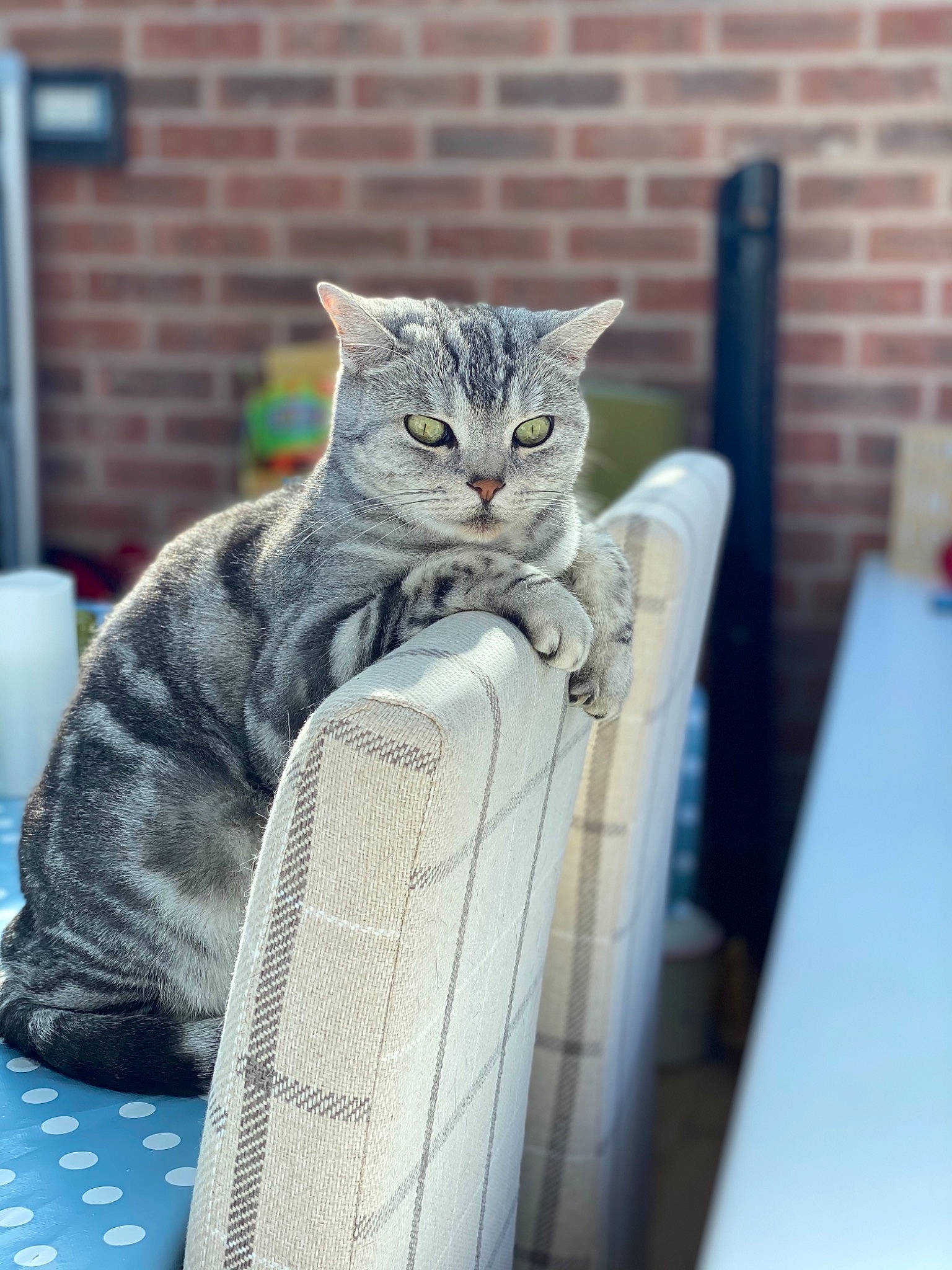 Austin joined the competition — help win amazing prizes! brick, brickwork, carnivore, cat, comfort, domestic_short_haired_cat, felidae, fur, grey, room, sitting, small_to_medium_sized_cats, snout, tail, whiskers