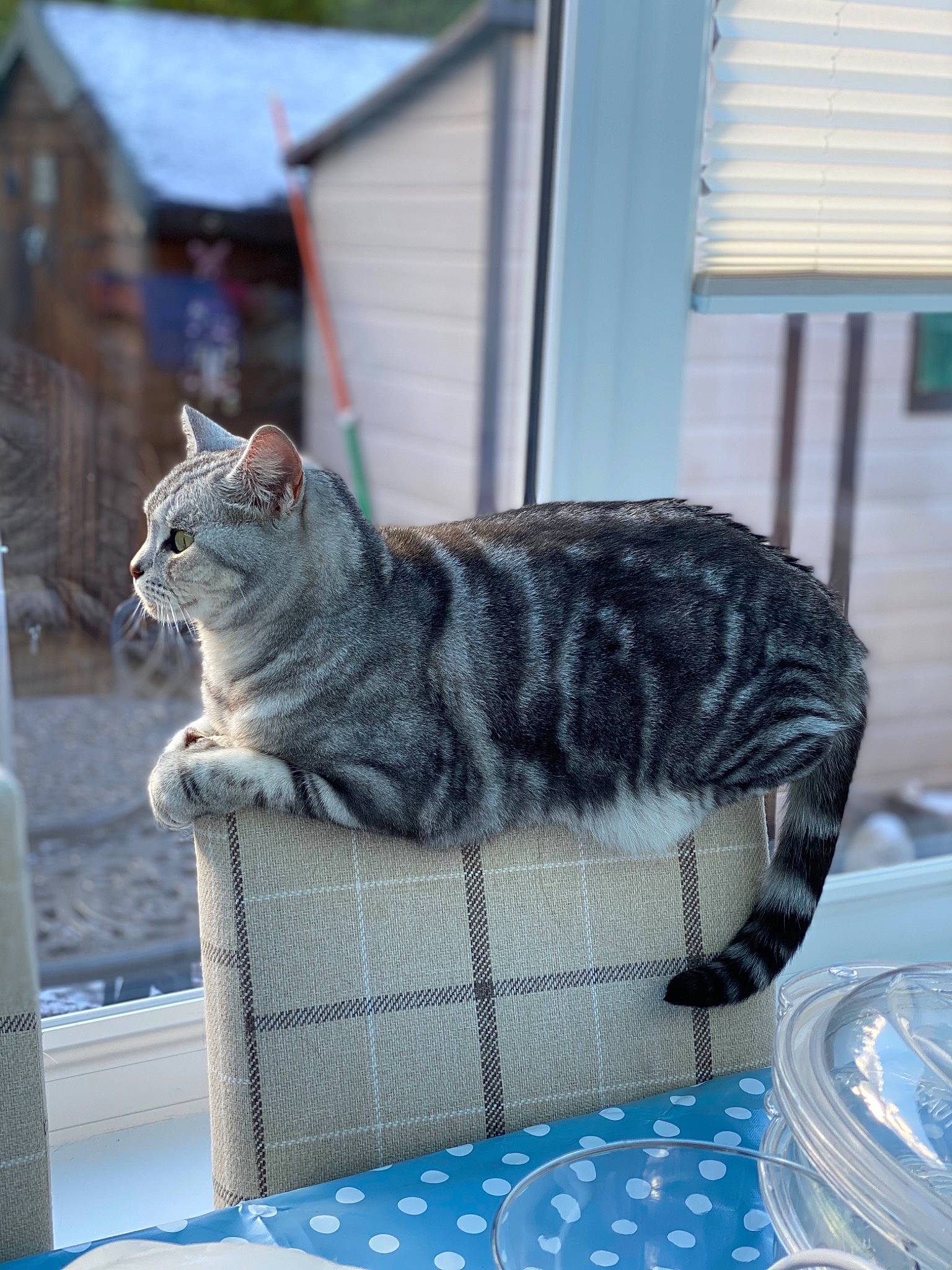 Austin joined the competition — help win amazing prizes! blue, carnivore, cat, comfort, domestic_short_haired_cat, felidae, fur, grey, pattern, paw, sitting, small_to_medium_sized_cats, snout, tail, tree, whiskers, window