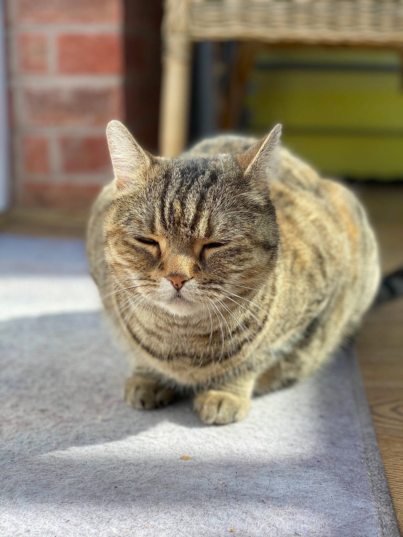 Khaleesi is registered to the contest to win money with this photo: carnivore, cat, domestic_short_haired_cat, eye, felidae, fur, grey, paw, road_surface, sand, sitting, small_to_medium_sized_cats, snout, tail, terrestrial_animal, tree, whiskers, wildlife, window, wood