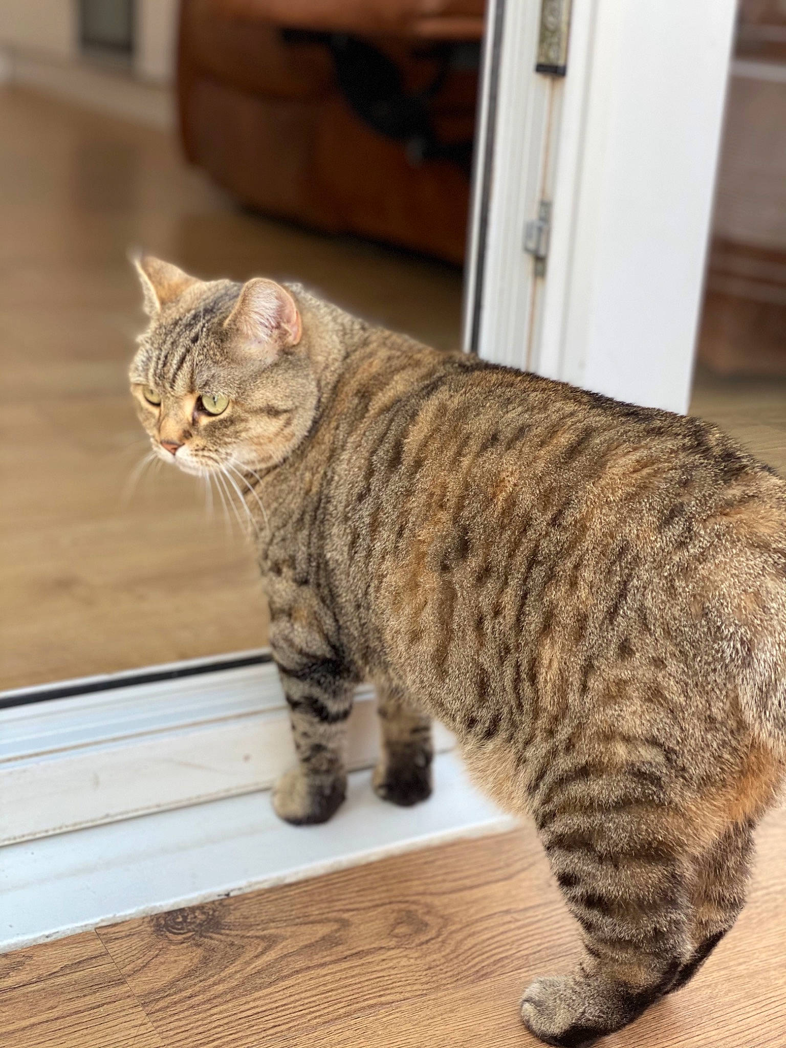 Khaleesi is registered to the contest to win money with this photo: carnivore, cat, claw, domestic_short_haired_cat, door, eye, felidae, flooring, fur, hardwood, paw, room, sitting, small_to_medium_sized_cats, tail, terrestrial_animal, whiskers, wildlife, window, wood