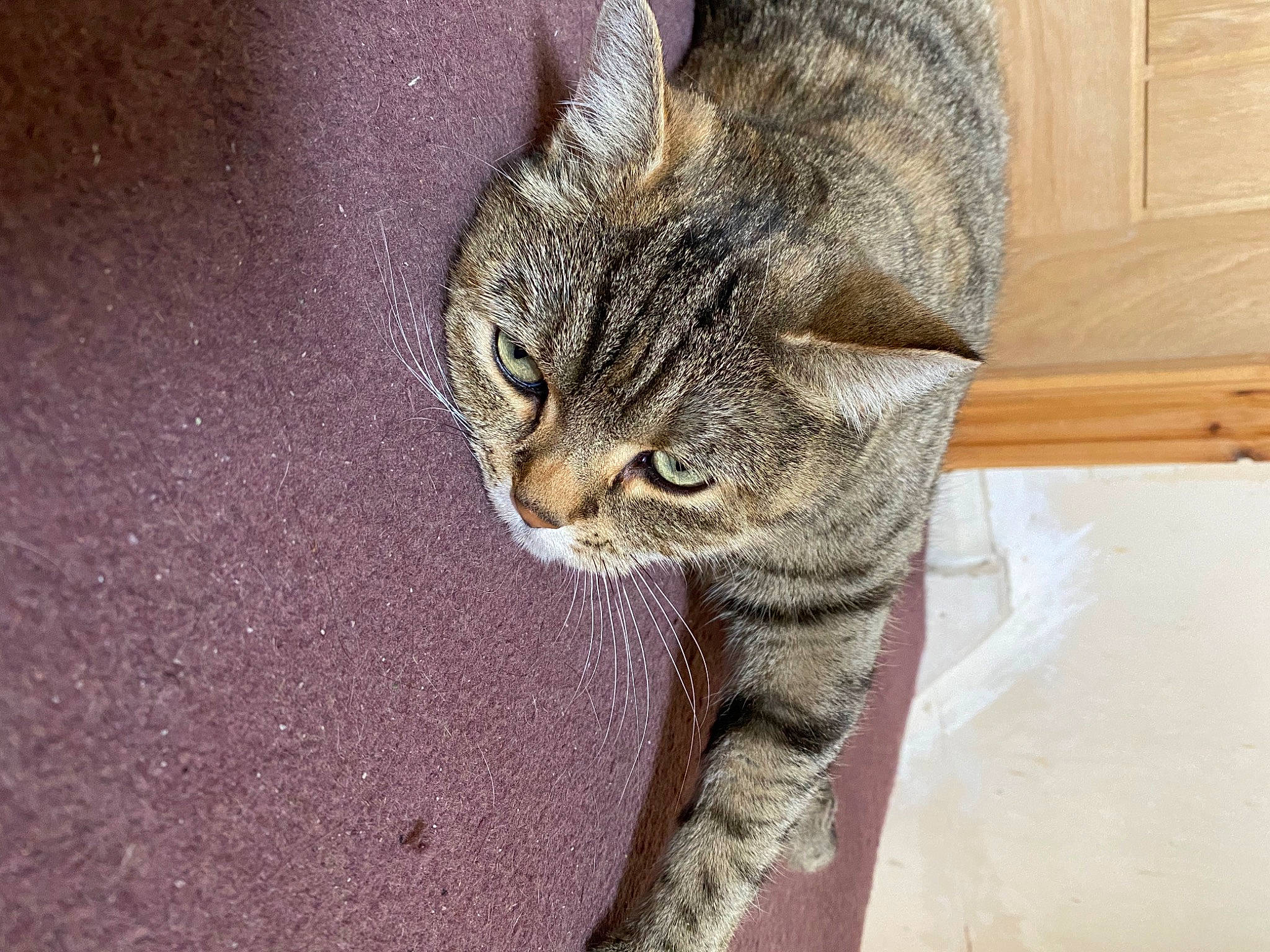 Khaleesi joined the competition — help win amazing prizes! carnivore, cat, claw, domestic_short_haired_cat, felidae, fur, grey, paw, small_to_medium_sized_cats, snout, tail, terrestrial_animal, tree, whiskers, wildlife, window, wood