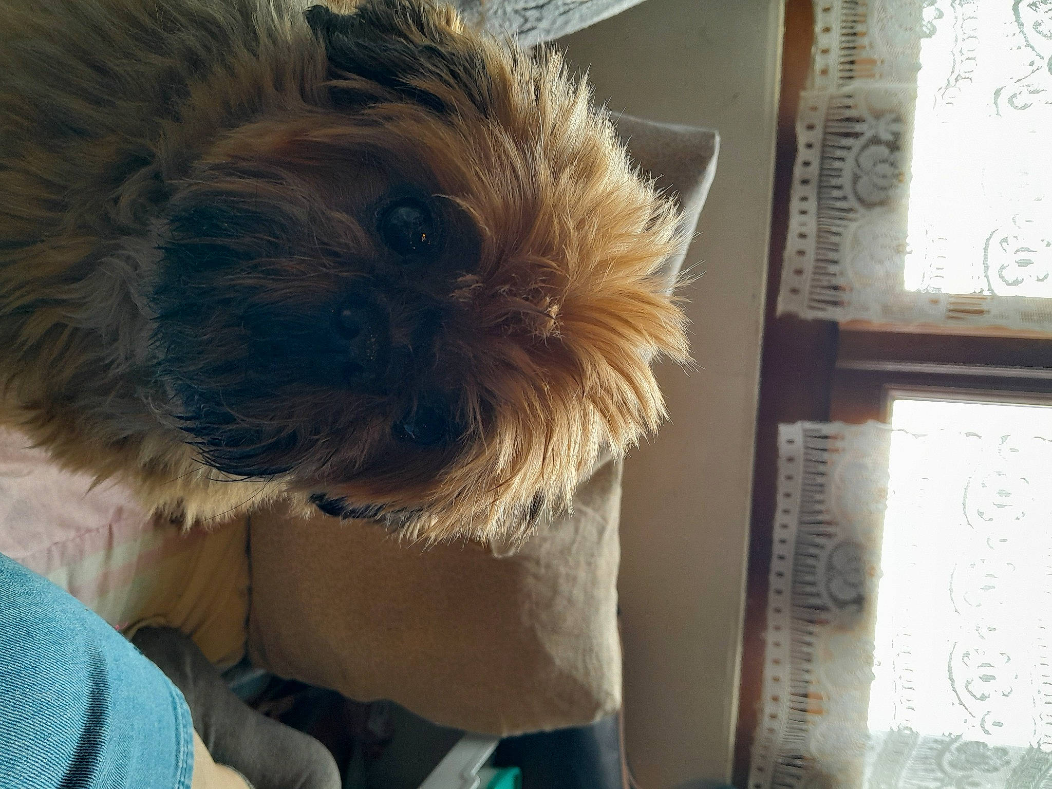 Harmony a rejoint le concours — aidez-le/la à gagner de superbes lots ! canidae, carnivore, companion_dog, dog, dog_breed, dog_clothes, fawn, felidae, fur, labradoodle, poodle_crossbreed, puppy_love, shih_poo, small_terrier, snout, sporting_group, stuffed_toy, terrier, toy, toy_dog