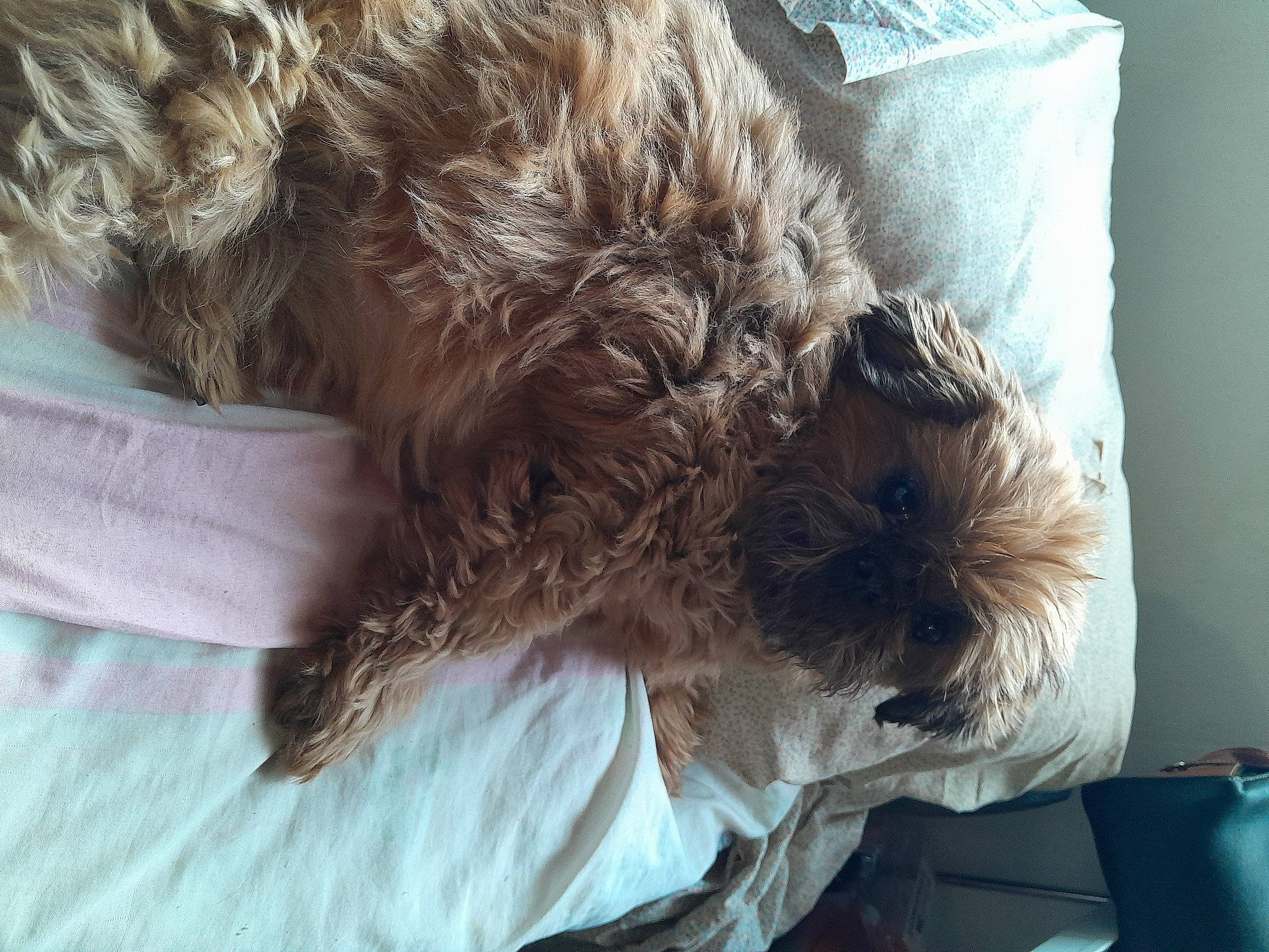 Harmony a rejoint le concours — aidez-le/la à gagner de superbes lots ! canidae, carnivore, comfort, companion_dog, dog, dog_breed, dog_supply, fur, liver, mammal, nap, schnauzer, sleep, small_terrier, snout, sporting_group, terrier, toy_dog, vertebrate, working_animal