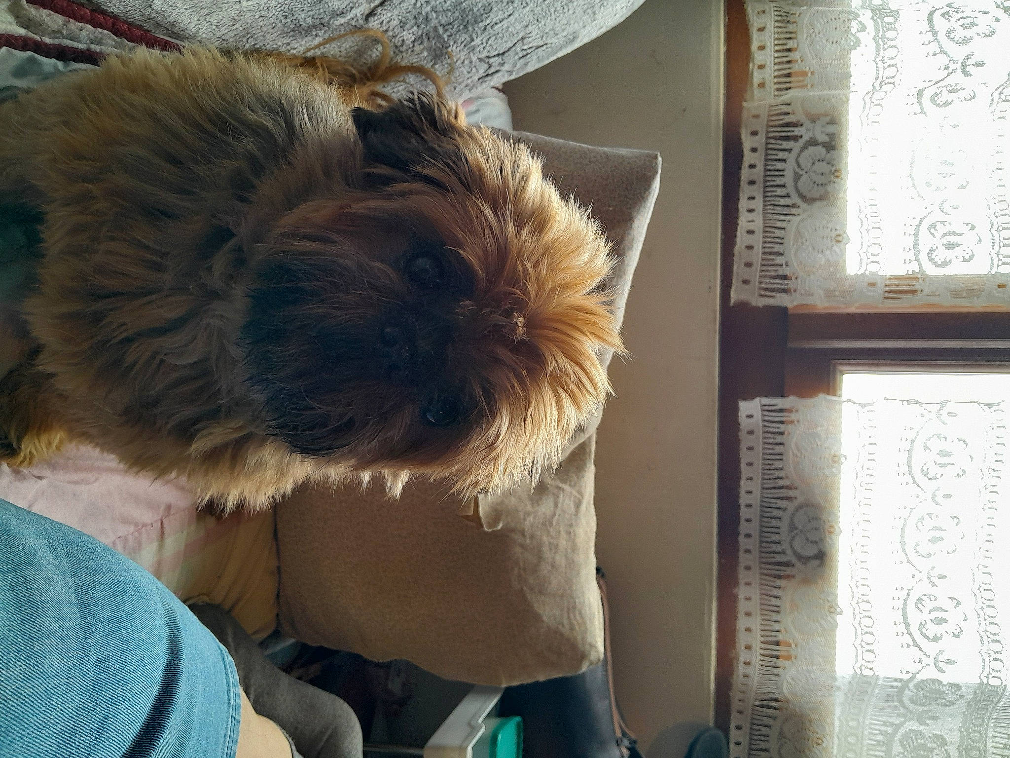 Harmony a rejoint le concours — aidez-le/la à gagner de superbes lots ! canidae, carnivore, comfort, companion_dog, dog, dog_breed, felidae, fur, nap, picture_frame, room, selfie, small_terrier, small_to_medium_sized_cats, sporting_group, t_shirt, tail, terrier, toy_dog, whiskers