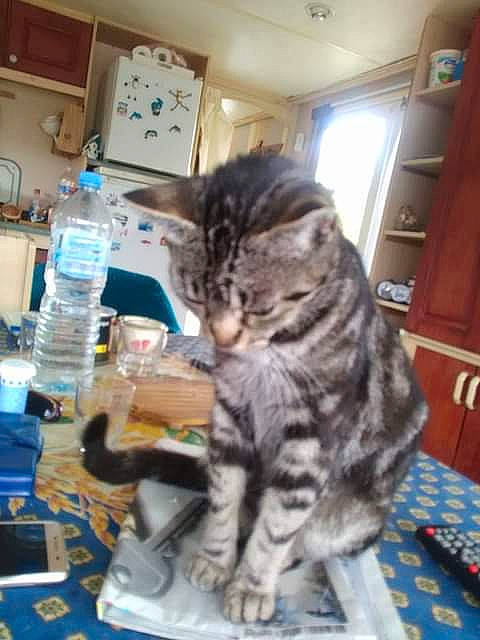 Hia a rejoint le concours — aidez-le/la à gagner de superbes lots ! american_shorthair, asian, california_spangled, carnivore, cat, domestic_short_haired_cat, dragon_li, egyptian_mau, european_shorthair, felidae, kitten, pixie_bob, small_to_medium_sized_cats, tabby_cat, whiskers