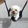 dog, white_dog, puppy, swing, playground, outdoor, pet, happy, tongue_out, fluffy, shadow, seat, chain, fun, cute, small_dog, daylight, park, animal, play
