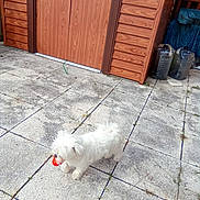 Neige participe au concours pour gagner de l'argent avec cette photo : animal, blue_tarp, canine, daylight, dog, fluffy, garden, grass, outdoor, patio, pet, playful, red_toy, small_dog, tiles, toy, water_containers, white_dog, wooden_shed, yard