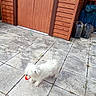 animal, blue_tarp, canine, daylight, dog, fluffy, garden, grass, outdoor, patio, pet, playful, red_toy, small_dog, tiles, toy, water_containers, white_dog, wooden_shed, yard