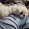Neige participe au concours pour gagner de l'argent avec cette photo : animal, blanket, blue_jeans, casual, comfort, companion, couch, cozy, dog, fluffy, fur, home, indoor, lap, pet, relaxed, rest, resting, snuggle, white_dog