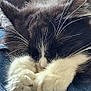 Sweety participe au concours pour gagner de l'argent avec cette photo : animal, black_and_white, cat, close_up, clothing, cozy, cute, denim, fabric, feline, fluffy, fur, indoor, kitten, paws, pet, relaxed, resting, sleeping, whiskers