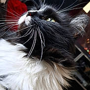 Sweety participe au concours pour gagner de l'argent avec cette photo : animal, black_and_white, cat, close_up, cozy, cute, domestic_animal, fluffy, fur, furniture, home, indoor, lamp, long_hair, looking_up, pet, portrait, relaxed, soft, whiskers