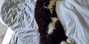 Sweety participe au concours pour gagner de l'argent avec cette photo : animal, bed, bedspread, black_and_white, cat, comfort, cozy, cute, feline, fluffy, fur, indoor, natural_light, paw, pet, relaxed, resting, sleeping, tail, white