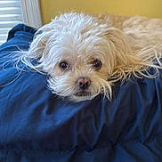 Sugar joined the competition — help win amazing prizes! dog, pet, fluffy, blanket, indoor, resting, lying_down, closeup, cute, animal, canine, face, fur, portrait, cozy, window, yellow_wall, soft_light, comfort, home