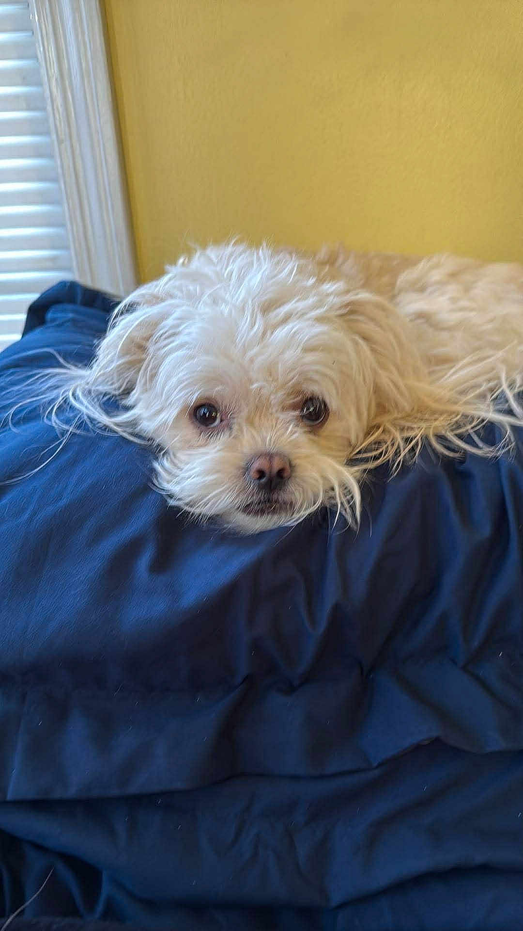 Sugar joined the competition — help win amazing prizes! dog, pet, fluffy, blanket, indoor, resting, lying_down, closeup, cute, animal, canine, face, fur, portrait, cozy, window, yellow_wall, soft_light, comfort, home