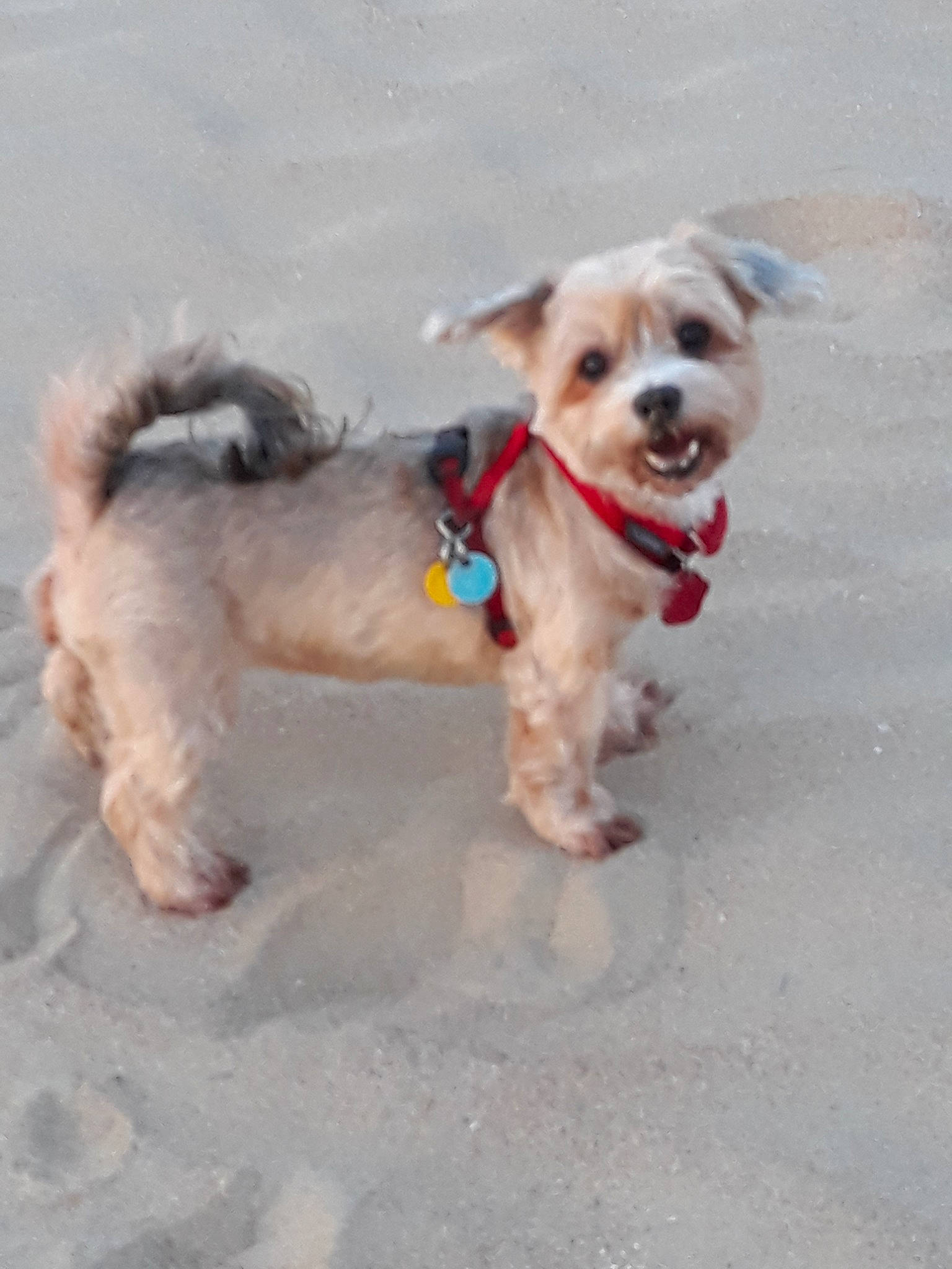 Malika a rejoint le concours — aidez-le/la à gagner de superbes lots ! cairn_terrier, canidae, carnivore, chinese_imperial_dog, companion_dog, dog, dog_breed, dog_walking, fawn, leash, lhasa_apso, mammal, morkie, puppy, rare_breed_dog, shih_tzu, snout, sporting_group, sporting_lucas_terrier, toy_dog