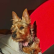 Dyna a rejoint le concours — aidez-le/la à gagner de superbes lots ! animal, blanket, canine, closeup, collar, companion, cozy, cute, dog, ears, fur, indoor, pet, portrait, red_background, relaxed, resting, shadow, small_dog, sunlight