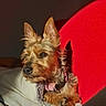 animal, blanket, canine, closeup, collar, companion, cozy, cute, dog, ears, fur, indoor, pet, portrait, red_background, relaxed, resting, shadow, small_dog, sunlight