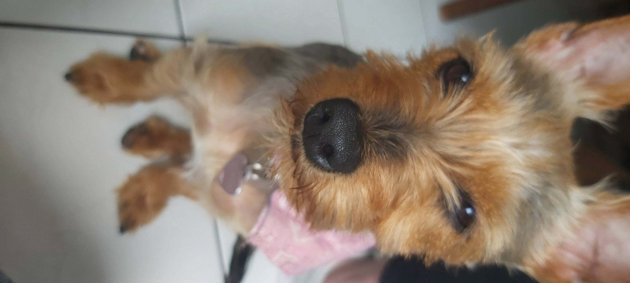 Dyna participe au concours pour gagner de l'argent avec cette photo : airedale_terrier, canidae, carnivore, companion_dog, dog, dog_breed, fawn, fur, liver, mammal, paw, small_terrier, snout, sporting_group, terrier, toy_dog, vertebrate, welsh_terrier, wire_hair_fox_terrier, working_animal