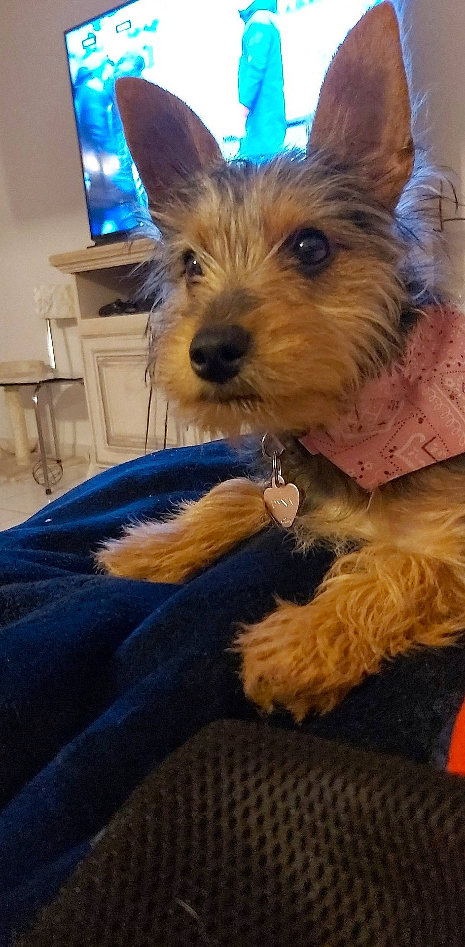 Dyna participe au concours pour gagner de l'argent avec cette photo : biewer_terrier, blue, canidae, carnivore, chair, companion_dog, dog, dog_breed, ear, fawn, fur, holiday, lakeland_terrier, small_terrier, snout, sporting_group, terrier, toy_dog, working_animal