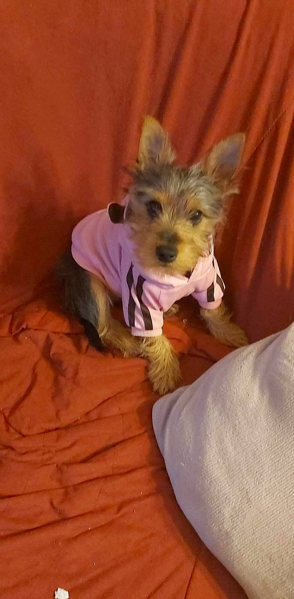 Dyna participe au concours pour gagner de l'argent avec cette photo : canidae, carnivore, comfort, companion_dog, dog, dog_breed, dog_clothes, dog_supply, ear, fawn, fur, small_terrier, snout, sporting_group, terrestrial_animal, terrier, toy_dog, whiskers, wood, working_animal