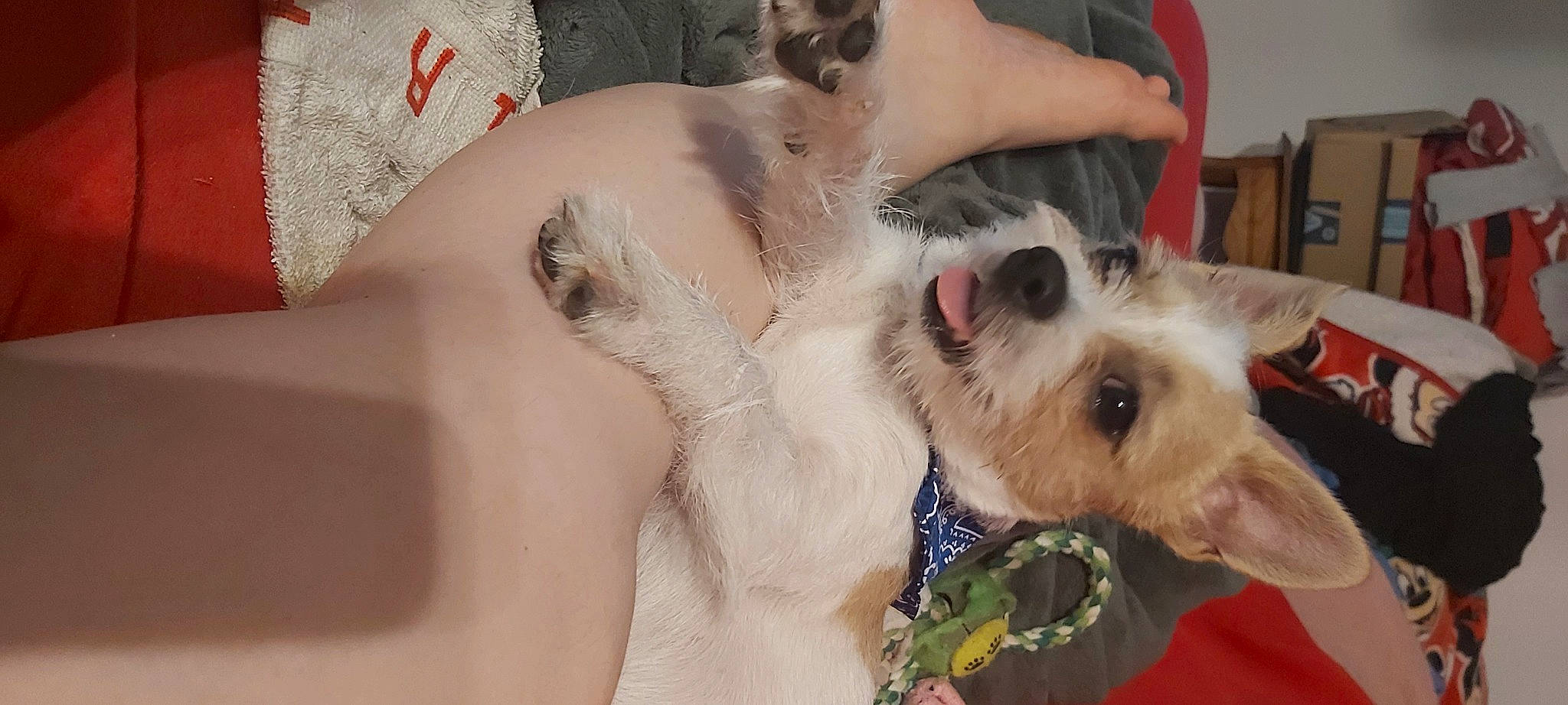 Mylo participe au concours pour gagner de l'argent avec cette photo : canidae, carnivore, chair, chest, collar, companion_dog, dog, dog_breed, dog_supply, eyelash, fawn, flesh, fur, jaw, paw, shelf, snout, sporting_group, texas_heeler, working_animal