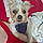 Mylo