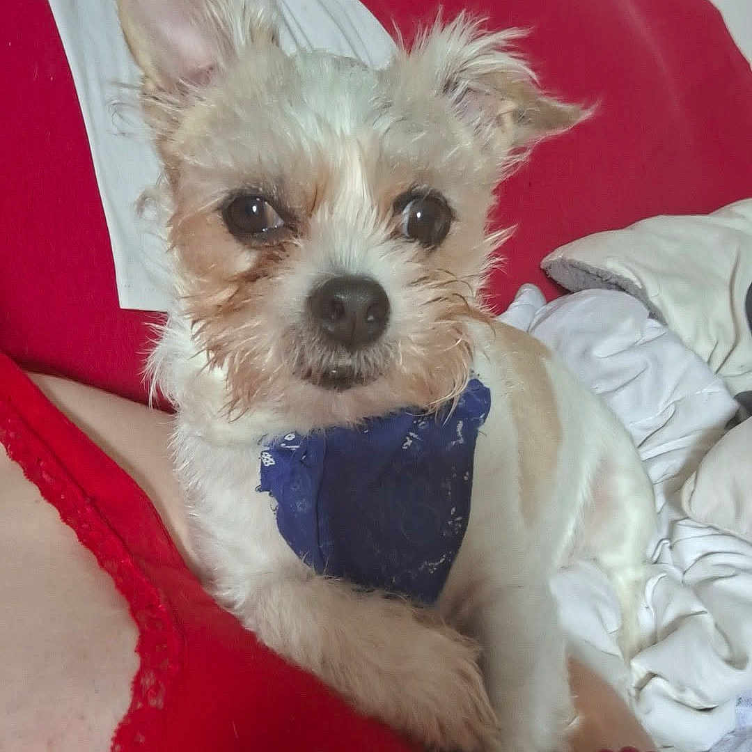 Mylo