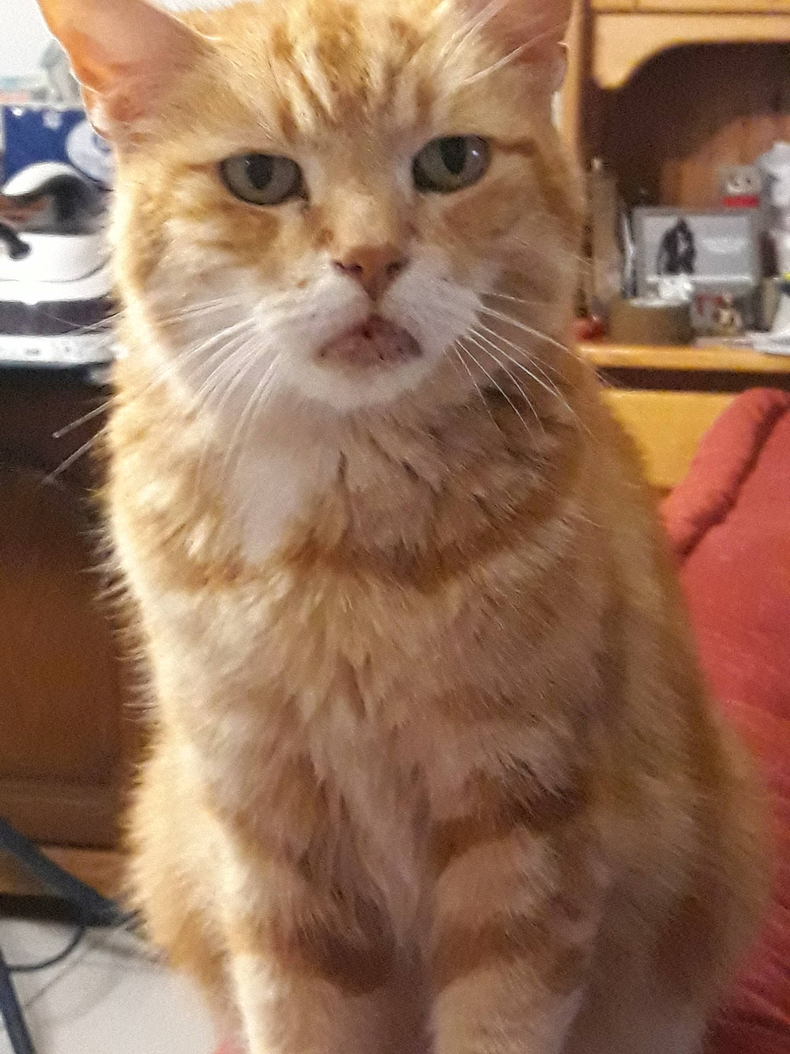 Toulouse participe au concours pour gagner de l'argent avec cette photo : aegean_cat, arabian_mau, asian, asian_semi_longhair, australian_mist, carnivore, cat, domestic_short_haired_cat, european_shorthair, fawn, felidae, german_rex, kitten, mammal, polydactyl_cat, small_to_medium_sized_cats, snout, tabby_cat, vertebrate, whiskers