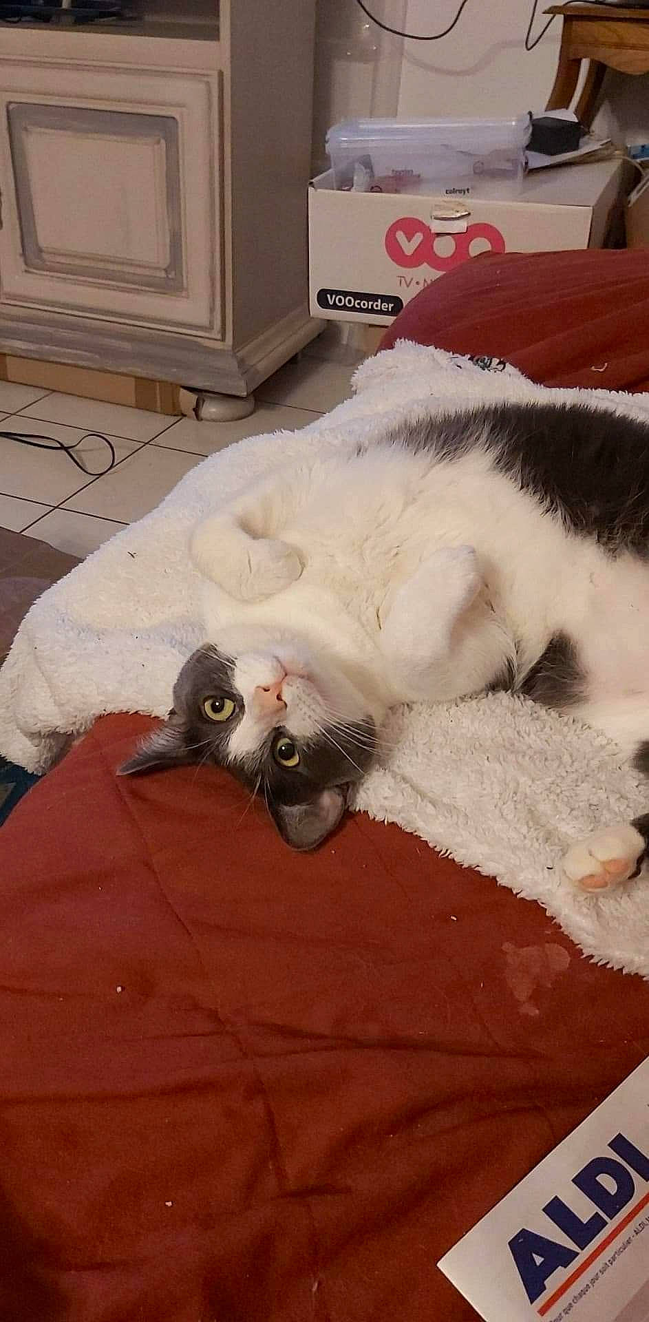 Groot a rejoint le concours — aidez-le/la à gagner de superbes lots ! carnivore, cat, comfort, companion_dog, dog_breed, domestic_short_haired_cat, fawn, felidae, floor, flooring, fur, hardwood, linens, paw, small_to_medium_sized_cats, snout, tail, textile, whiskers, wood