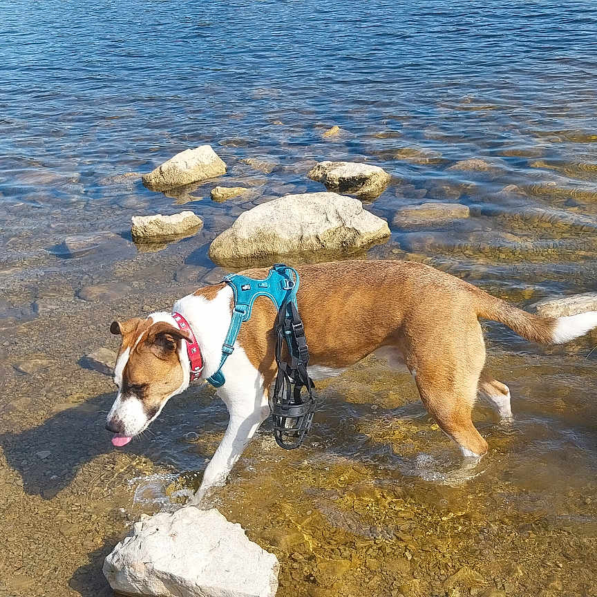 Tyson a rejoint le concours — aidez-le/la à gagner de superbes lots ! animal, brown_and_white, canine, daylight, dog, environment, grass, harness, lake, nature, outdoor, pet, playful, recreation, rocks, shallow_water, summer, tongue_out, walking, water