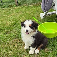 Bobby participe au concours pour gagner de l'argent avec cette photo : puppy, dog, grass, outdoor, green_bowl, chair, towel, fence, yard, pet, cute, animal, sitting, fluffy, black_white_brown, playful, summer, nature, domestic, young