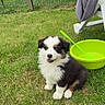 puppy, dog, grass, outdoor, green_bowl, chair, towel, fence, yard, pet, cute, animal, sitting, fluffy, black_white_brown, playful, summer, nature, domestic, young