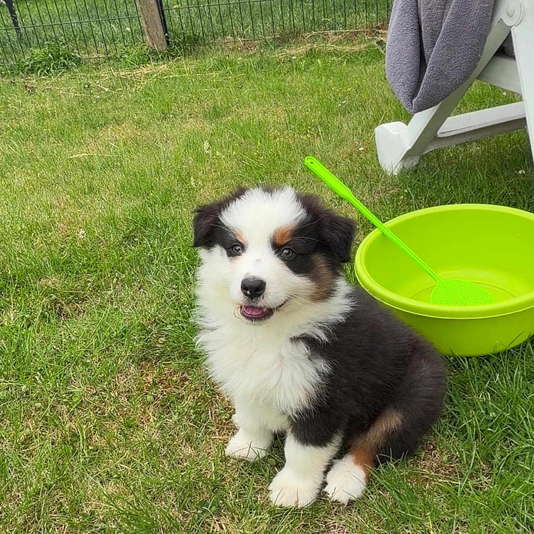 Bobby participe au concours pour gagner de l'argent avec cette photo : puppy, dog, grass, outdoor, green_bowl, chair, towel, fence, yard, pet, cute, animal, sitting, fluffy, black_white_brown, playful, summer, nature, domestic, young