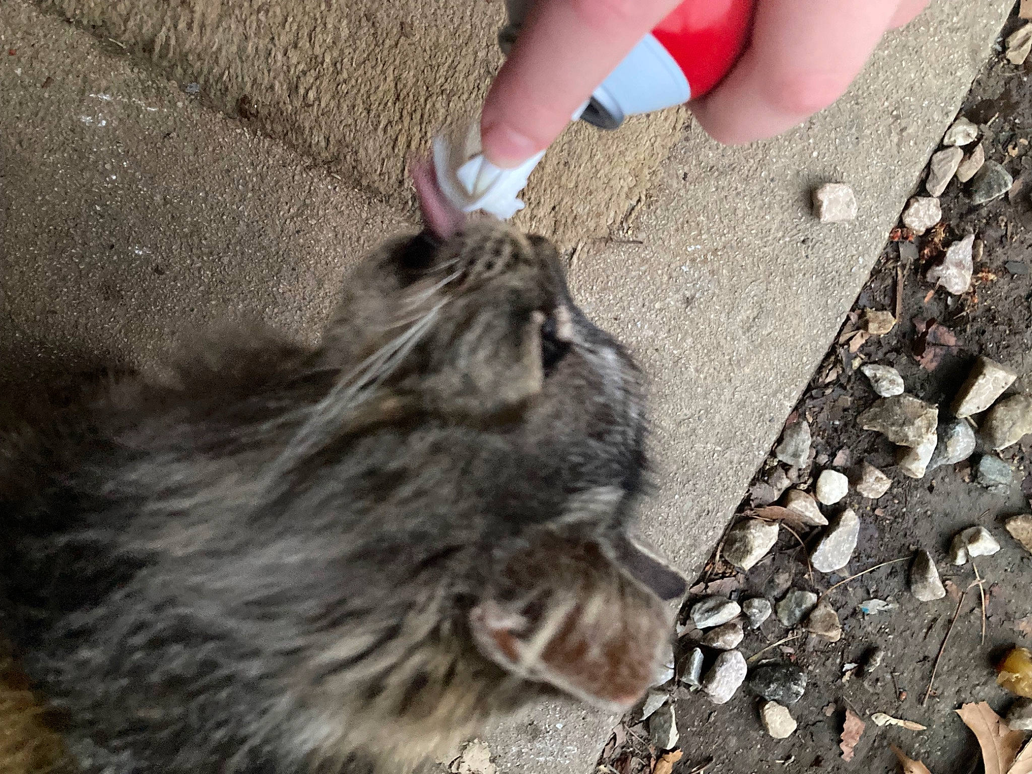 Peanut is registered to the contest to win money with this photo: british_longhair, carnivore, cat, claw, domestic_short_haired_cat, felidae, foot, fur, grass, grey, human_leg, paw, road_surface, small_to_medium_sized_cats, snout, soil, tail, terrestrial_animal, whiskers, wildlife