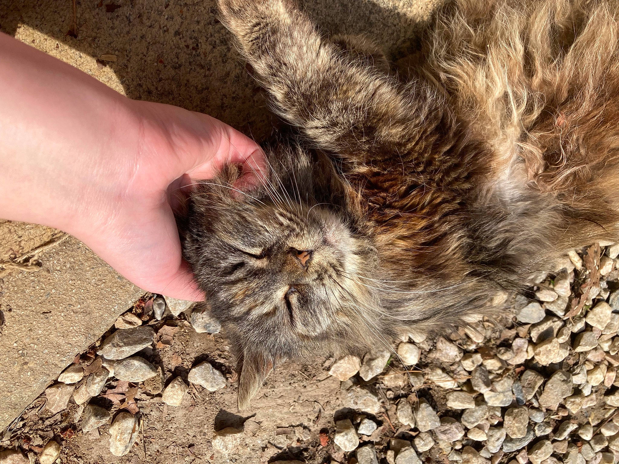 Peanut joined the competition — help win amazing prizes! bedrock, carnivore, cat, claw, domestic_short_haired_cat, felidae, flooring, fur, grass, nail, paw, rock, small_to_medium_sized_cats, snout, soil, tail, terrestrial_animal, whiskers, wildlife, wood