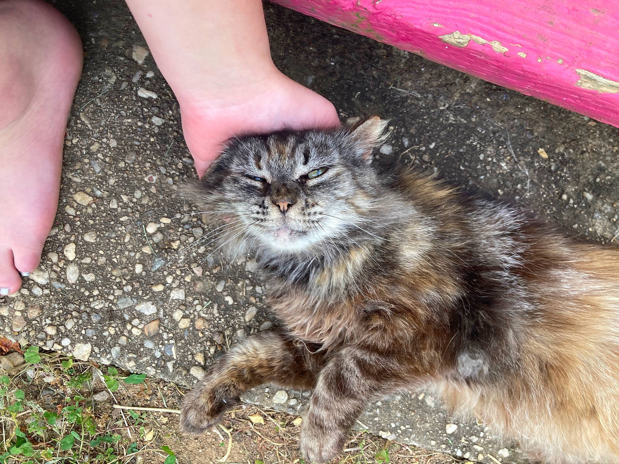 Peanut is registered to the contest to win money with this photo: carnivore, cat, claw, domestic_short_haired_cat, felidae, foot, fur, grass, nail, paw, road_surface, small_to_medium_sized_cats, snout, soil, tail, terrestrial_animal, thumb, whiskers, wildlife