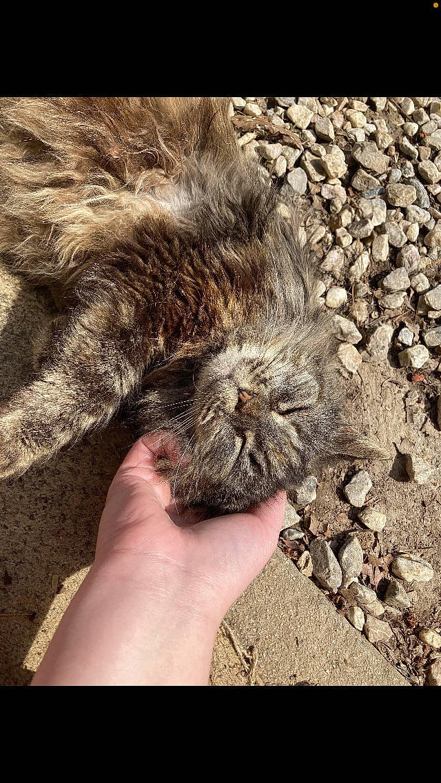 Peanut is registered to the contest to win money with this photo: bedrock, carnivore, cat, claw, felidae, finger, foot, fur, grass, hand, liver, nail, paw, small_to_medium_sized_cats, snout, soil, tail, terrestrial_animal, whiskers, wildlife